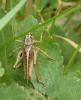 Platycleis sp.